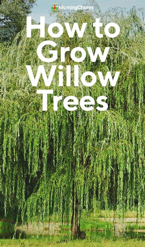 Willow tree symbolism and meaning – Artofit