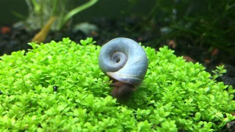 Best Ramshorn Snail Care, Size, Food & Breeding