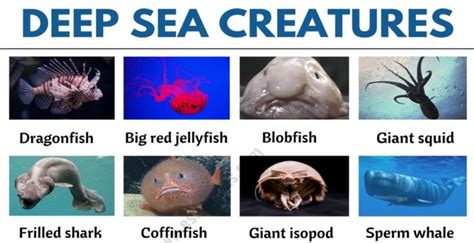 Deep Sea Creatures: List of 25+ Creatures that Live in Deep Ocean - ESL Forums