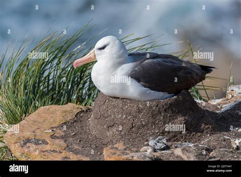 Breeding black-browed Albatross (Thalassarche melanophrys), Saunders Island, the Falklands Stock ...