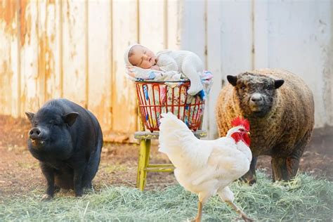 A Newborn Photoshoot with Farm Animals