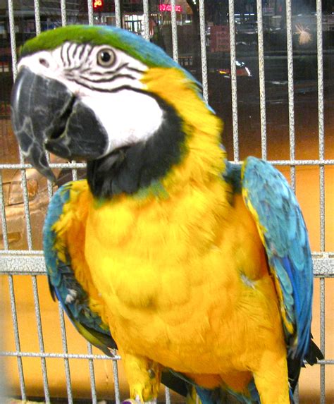 Meet the Baby (Macaw) | The Animal Store