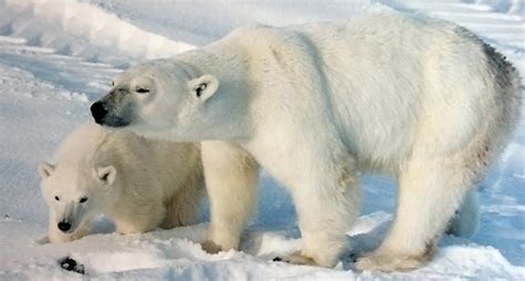 Top 10 Endangered Animals In Arctic Tundra Region – Unique Nature Habitats