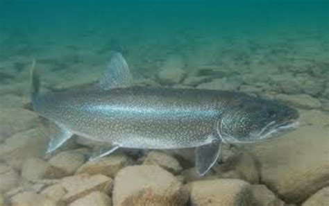 Lake Trout Information and Picture | Sea Animals