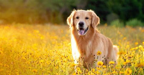 8 Yellow Dog Breeds & Yellow Dog Names - IMP WORLD