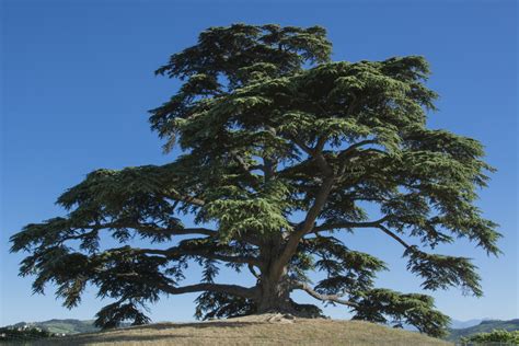 Types Of Cedar Pine Trees