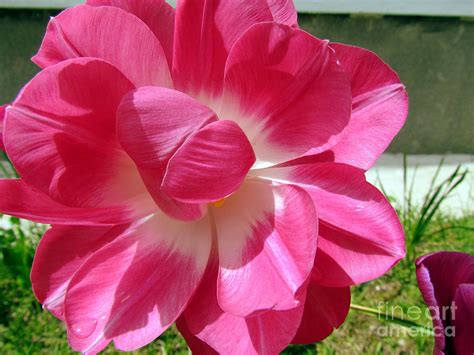 Peony Tulip Photograph by Elizabeth Dow - Fine Art America