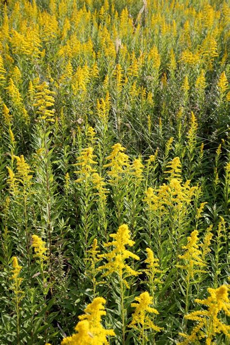 Goldenrod field stock photo. Image of landscaped, background - 61207186