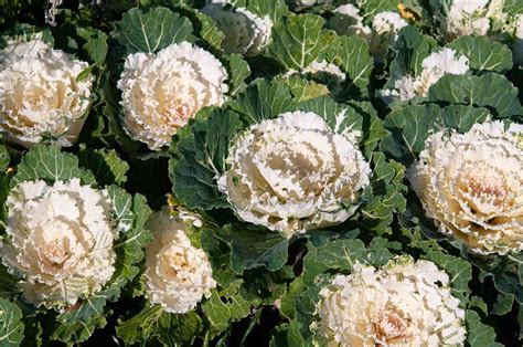 9 Top Types of Ornamental Cabbage (Flowering Kale)