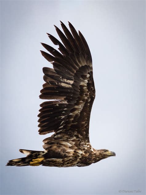 Juvenile white-tailed eagle (sea eagle) at the coast of Norway. | White ...