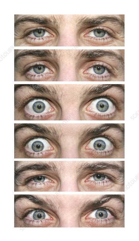 Eye expressions - Stock Image - P420/0568 - Science Photo Library