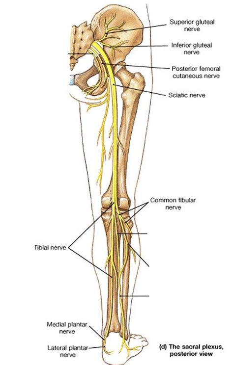 nerves of the leg diagram - ModernHeal.com