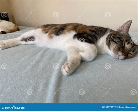 Fat cat sleeping stock photo. Image of carnivore, skin - 269973812