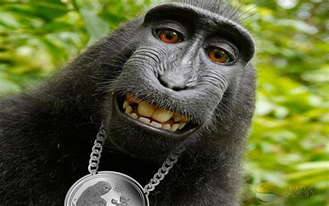 Funny Monkey Wallpapers - Top Free Funny Monkey Backgrounds - WallpaperAccess