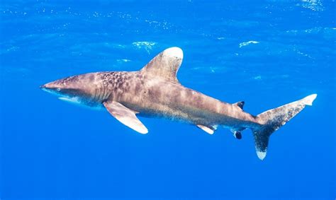 Oceanic Whitetip Shark Facts, Habitat, Diet, Life Cycle, Pictures