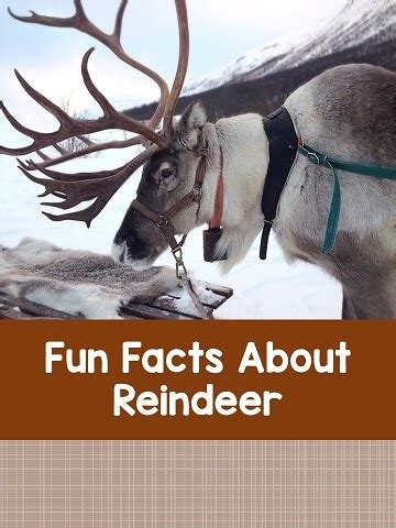 Kelly's Classroom Online: Fun Facts About Reindeer