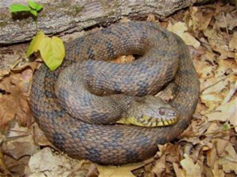 Diamondback Water Snake Facts, Habitat, Diet, Life Cycle, Baby, Pictures