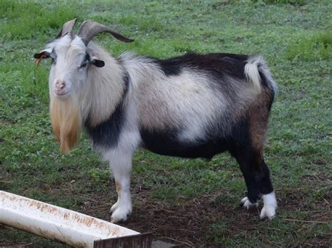 Pygmy Goat (American Pygmy) Info, Size, Lifespan, Temperament, and Pictures