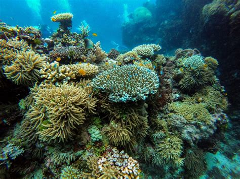 13 Fun Facts about Coral Reefs | Fact City