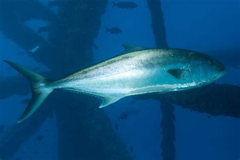 Greater Amberjack | NatureRules1 Wiki | Fandom