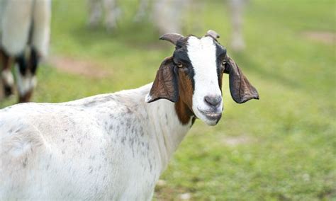 How Long Do Nubian Goats Live? (Answered!) - Goat Owner