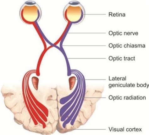 Anatomy of visual pathway - Optography