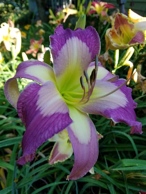 Daylilies: Plant Care and Collection of Varieties - Garden.org