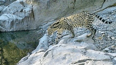 Ocelots discovered breeding closer to US-Mexico border than ever before | Integrity Garage Doors ...