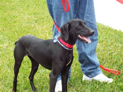 Chocolate Lab Weimaraner Mix Puppies - Black Weimaraner Lab Puppies Mix ...