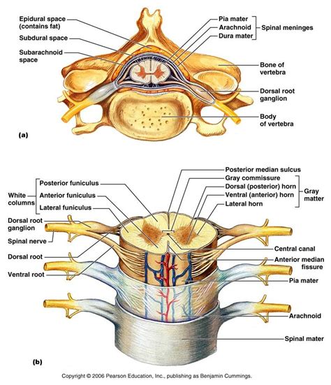 Spinal Nerves Diagram