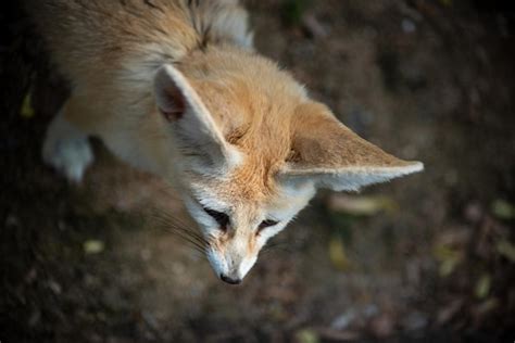 Premium Photo | Portrait of animals in the prague zoo