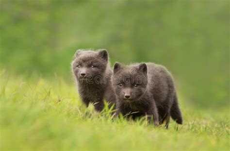 Arctic Fox Cubs Playing in the Meadow Stock Image - Image of grass, habitat: 148602117