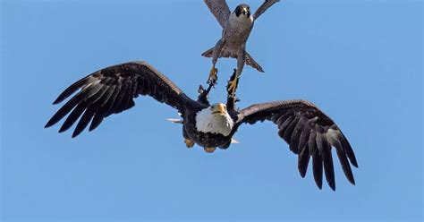 Incredible rare photos show peregrine falcon scaring off bald eagle – 1992 Daily