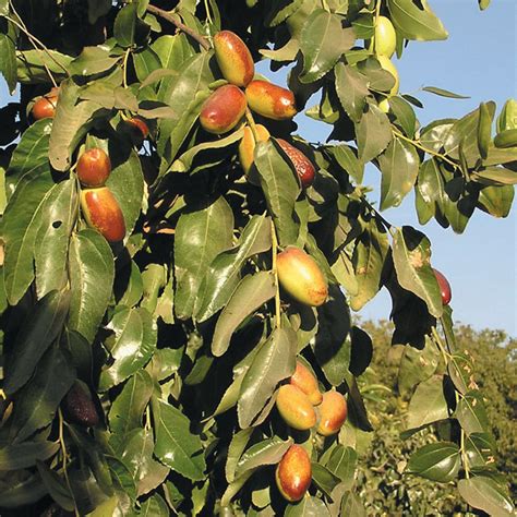 Super Sweet® Jujube Tree | Gurney's Seed & Nursery Co.