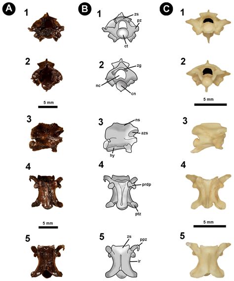 Fossil snakes (Squamata, Serpentes) from the tar pits of Venezuela ...