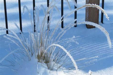 Ornamental Grasses In Winter | American Meadows