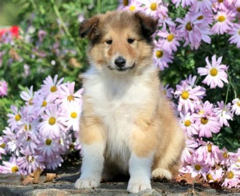 Collie Mix Puppies For Sale | Puppy Adoption | Keystone Puppies