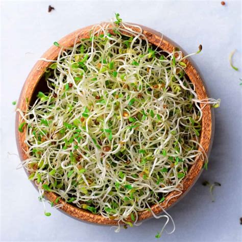 Delicious Alfalfa Sprouts Recipes