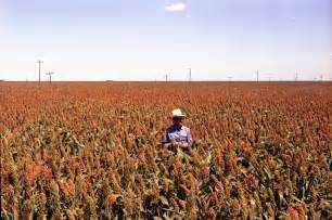 [Milo, Grain, and Sorghum Fields] - The Portal to Texas History