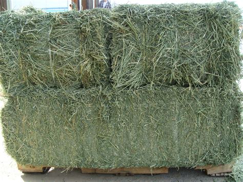 Alfalfa Bales - Kissimmee Valley Feed