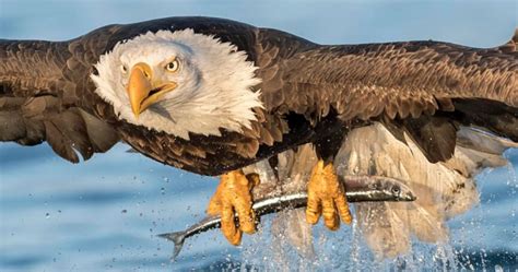 Perfectly Captured Moment! Photos Show A Bald Eagle Catching A Fish From Alaskan Seas - Small Joys