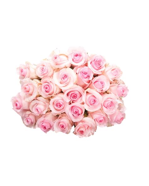 Download Full Resolution of Pink Roses Flowers Bouquet PNG Pic | PNG Mart