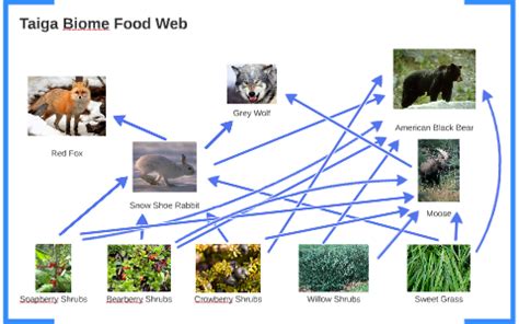 Taiga Biome Food Web by Anthony Tran on Prezi Next