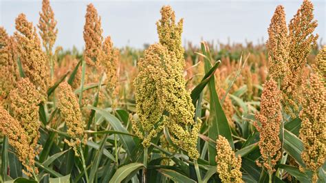 Sorghum Plant