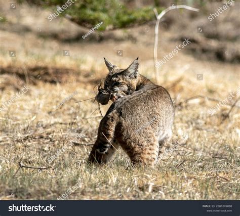 1,349 Bobcat hunting Stock Photos, Images & Photography | Shutterstock