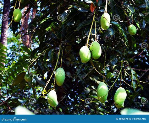 Native Mango of Kerala, a Delicious and Tasty Stock Photo - Image of tree, native: 182257542