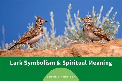 Lark Symbolism and Meaning (Totem, Spirit, and Omens) - Sonoma Birding