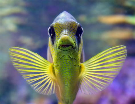 Free picture: fish, water, saltwater fish, aquarium, nature, ocean, underwater, exotic