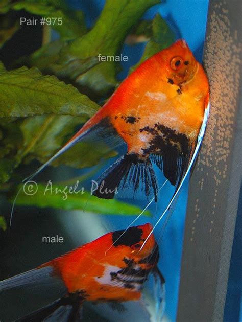 Angelfish Breeding Pairs for Sale – Tagged "breeding pair" – Angels Plus