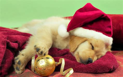 Christmas Dog HD Wallpapers - HD Wallpapers Storm | Free download High ...